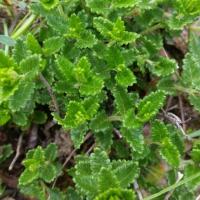 Teucrium (photo collection EquiToxi)