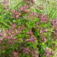 Teucrium (photo collection EquiToxi)